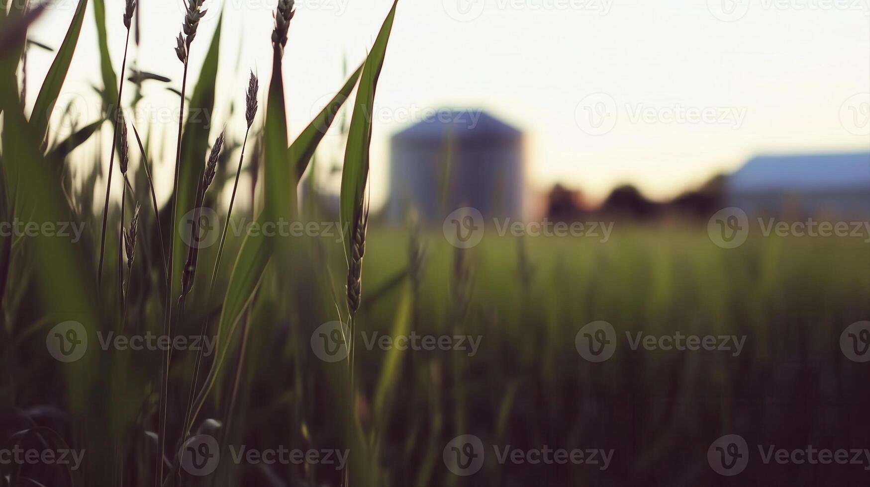 Golden light illuminates a grain field at sunset, with a blurred farm and silo in the distance. photo