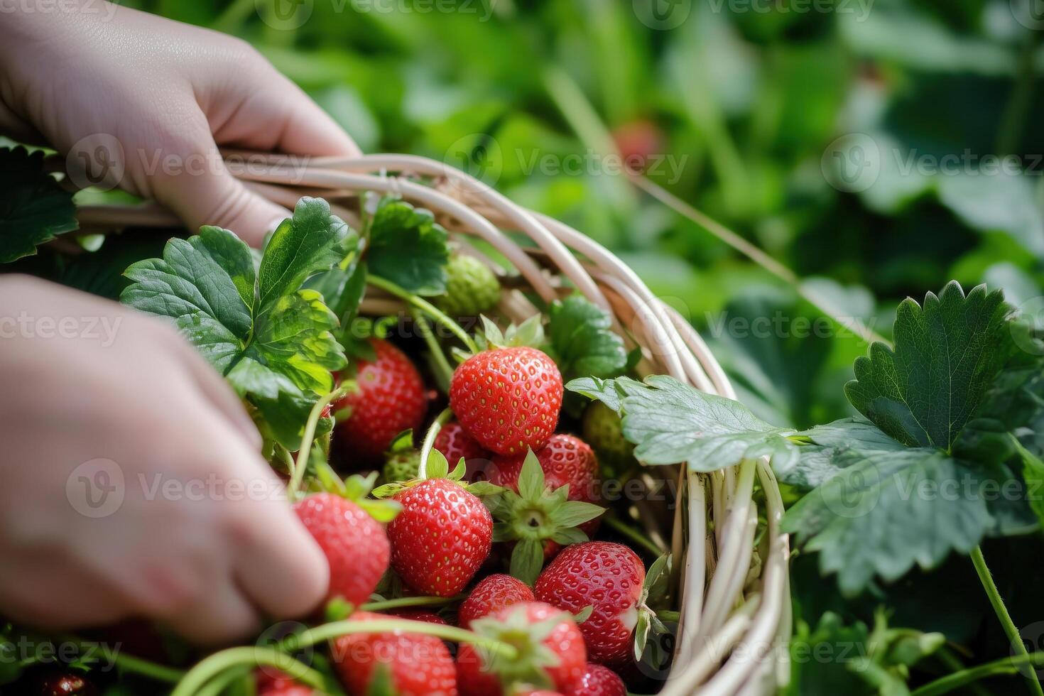 Hands gently place freshly picked strawberries into a woven basket surrounded by lush green leaves. photo