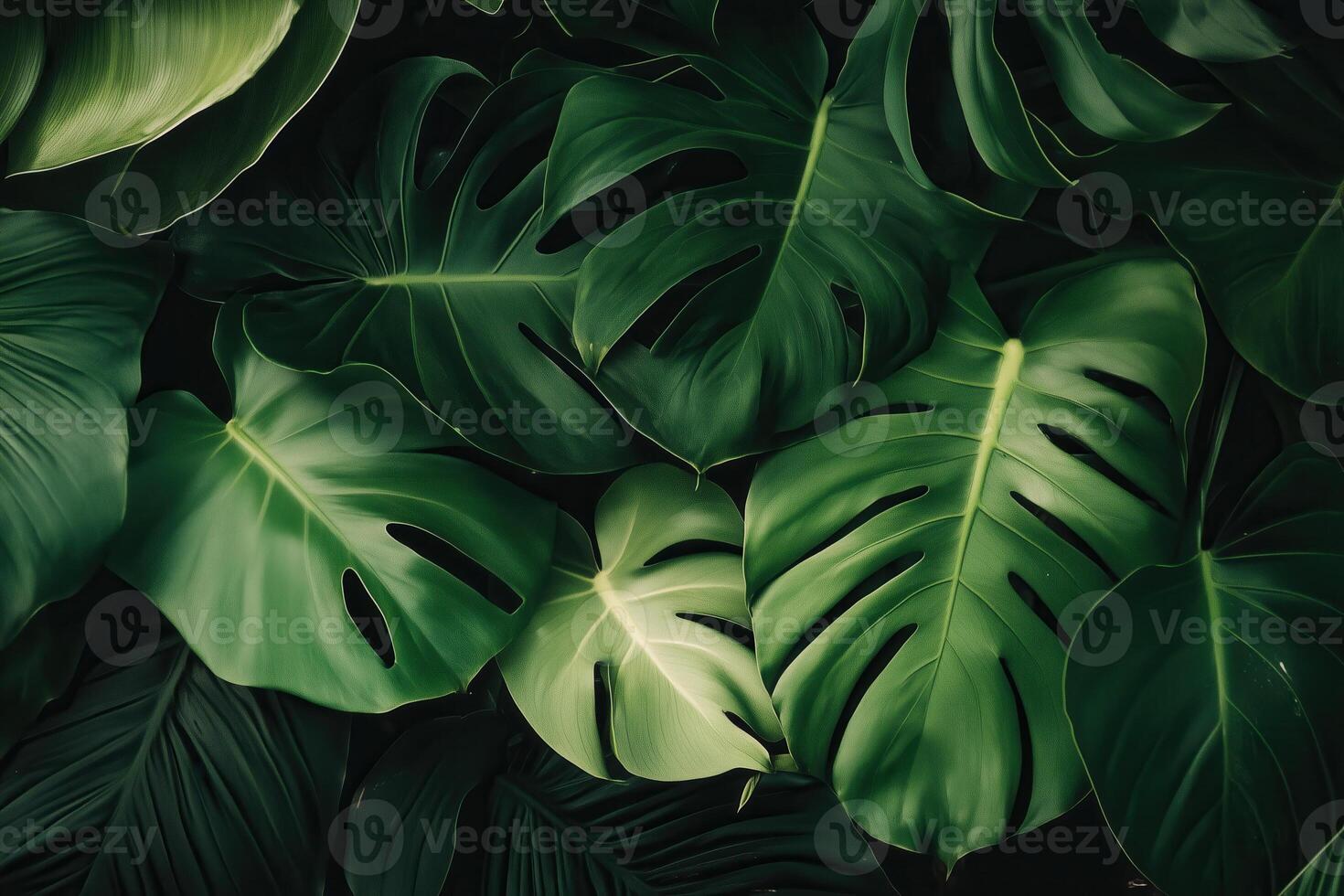 A close-up of vibrant, deep green monstera leaves creates a lush tropical background with unique patterns. photo