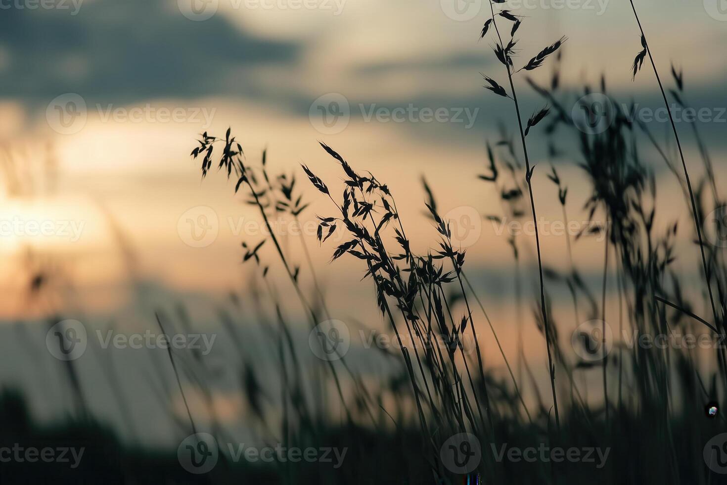 Silhouetted grass sways gently in the breeze against the backdrop of a tranquil sunset. photo