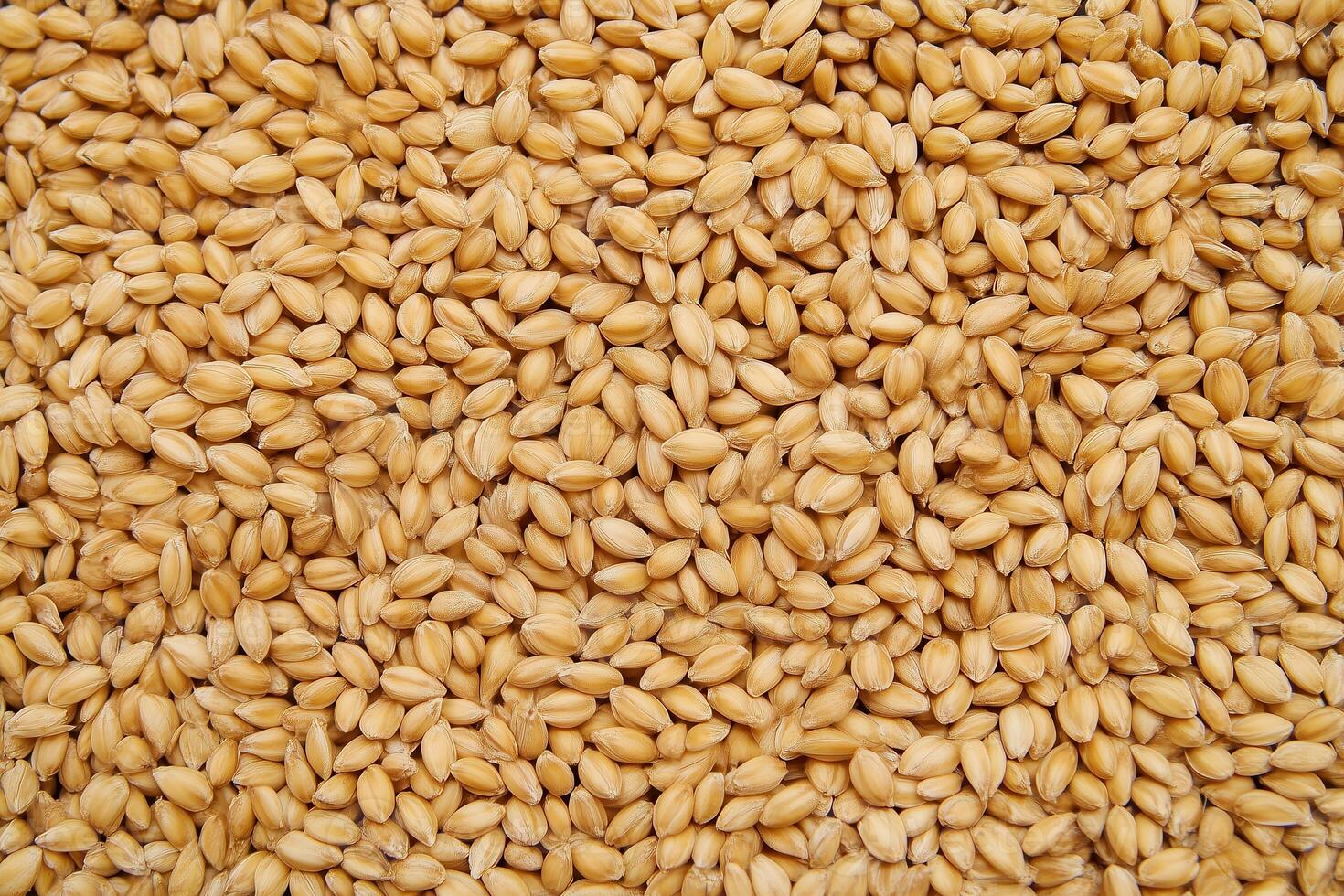 Close up shows a dense field of malted barley grains, creating a rich, textured background. photo
