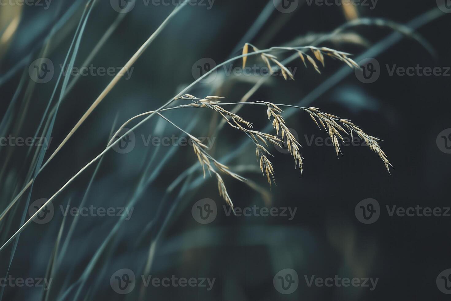 A close-up showcases golden stalks of wheat gracefully swaying in a tranquil field, embodying natural beauty. photo