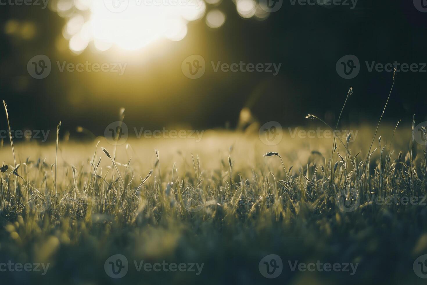 A tranquil meadow glows under the warm light of the setting sun, creating a peaceful landscape. photo