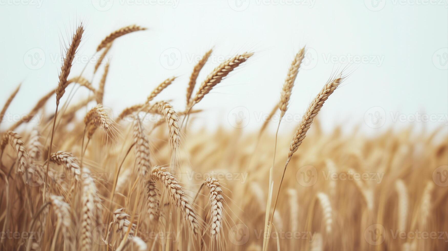 Golden wheat field sways gently in the breeze, promising a bountiful harvest season ahead. photo