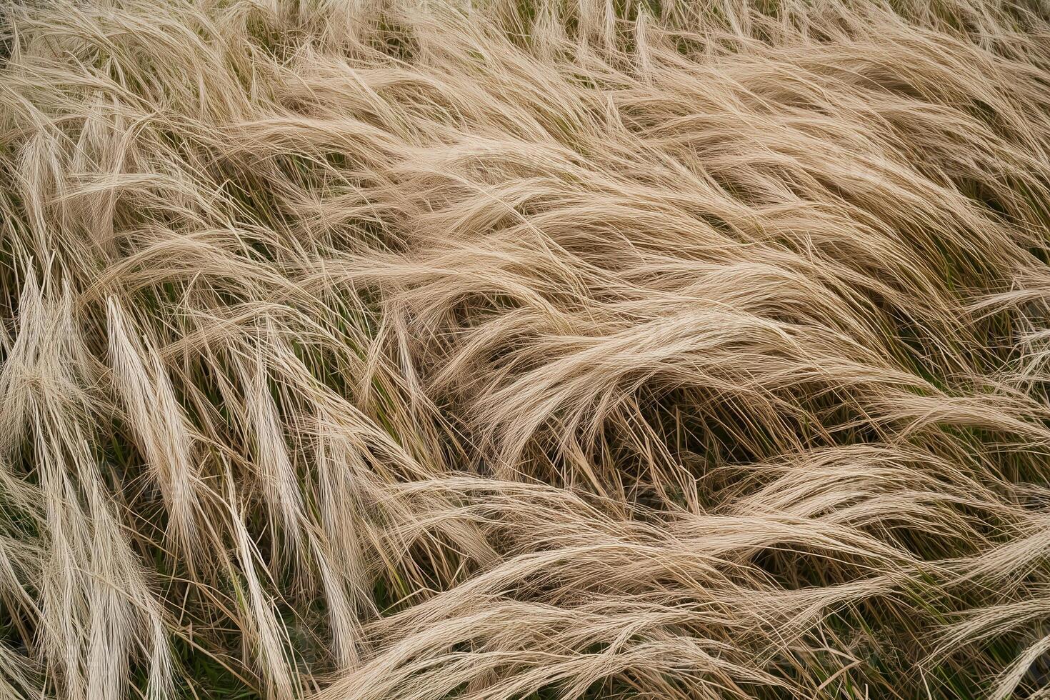 A field of beige feather grass creates a natural, textured pattern ideal for serene backgrounds. photo