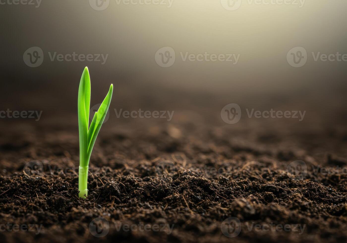 A tiny green sprout emerging from rich soil, illustrating growth, and a fresh start. photo