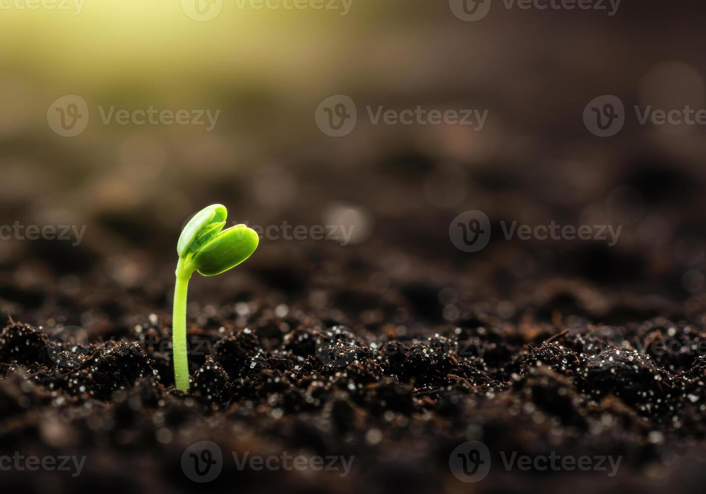 A tiny green sprout emerges from the soil, bathed in golden light, embodying new life and growth. photo