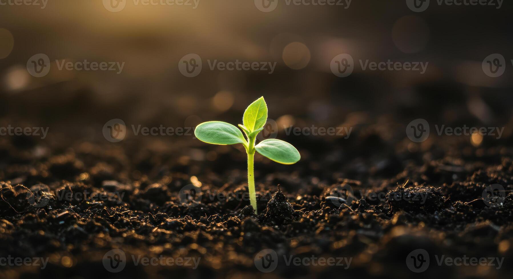 A tiny seedling sprouts from the dark soil, reaching for the sunlight in early spring. photo