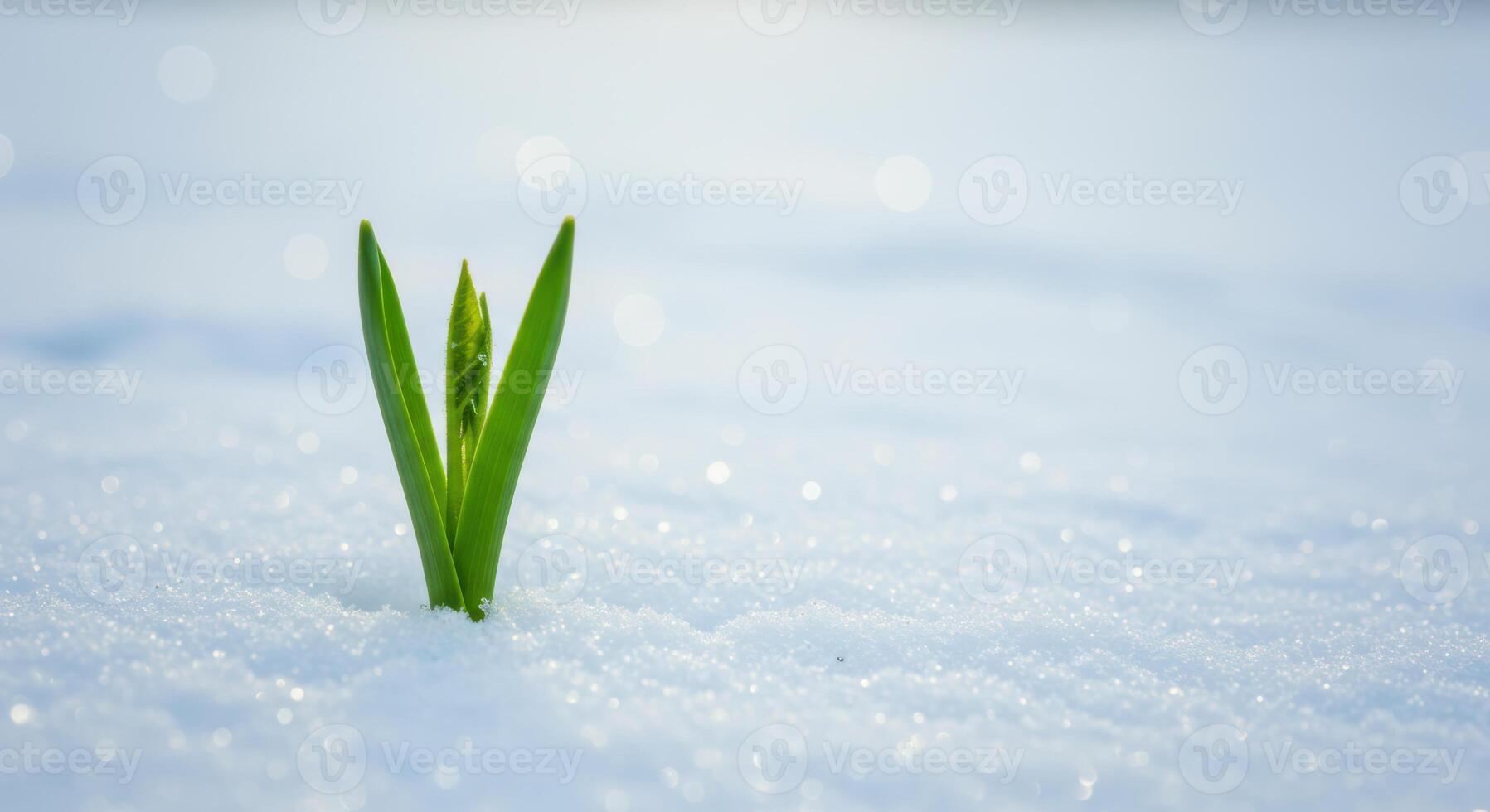 A single green sprout pushes through the snow, capturing the essence of spring's arrival. photo