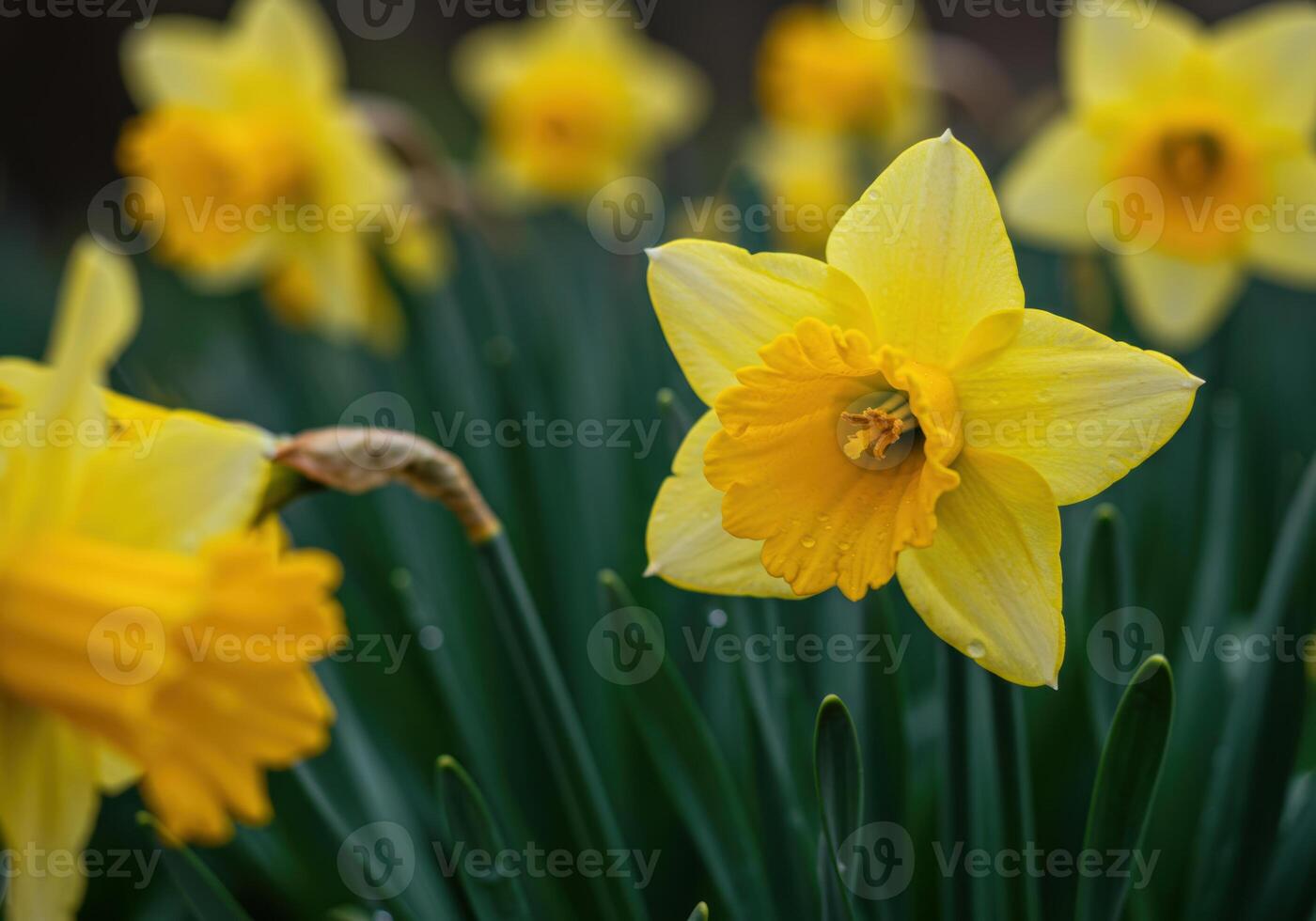 A cluster of yellow daffodils blooming in a spring garden, with their bright petals and green stems. photo