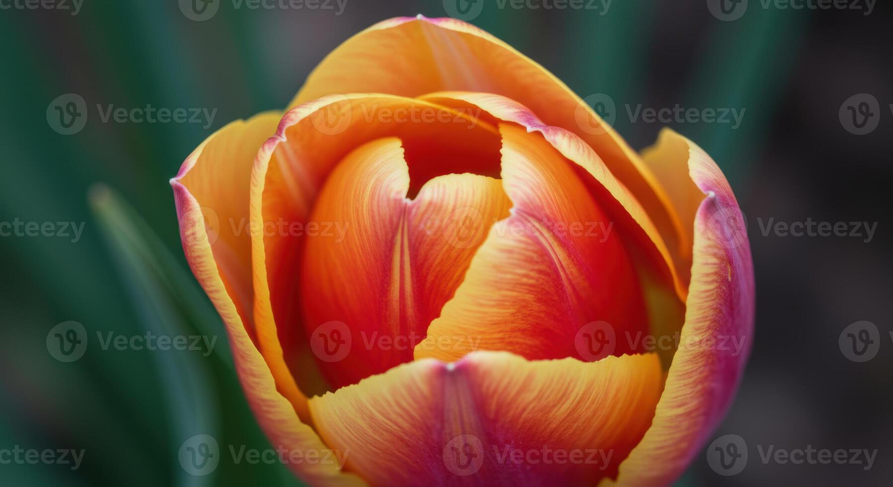 A single tulip glows with vibrant orange and red petals, captured in a macro image. photo