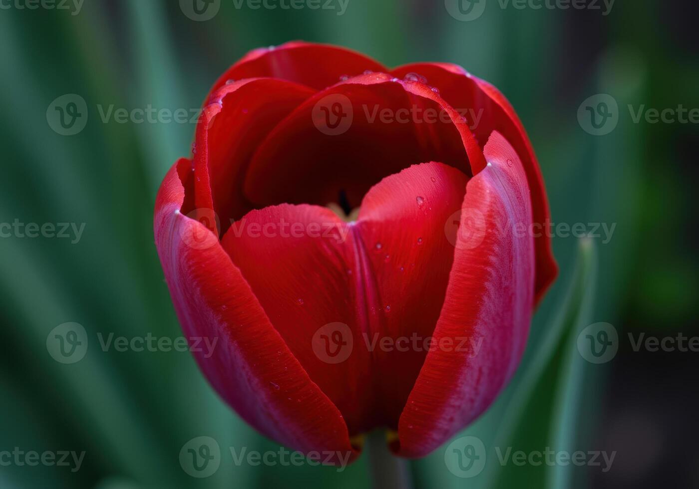 A vibrant red tulip with delicate water droplets graces the frame in a captivating close-up. photo