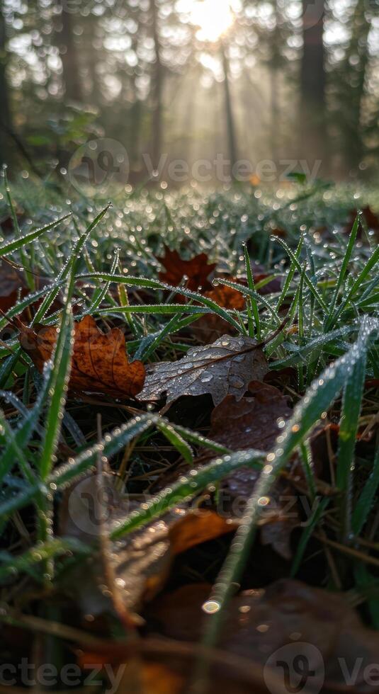 Golden sunlight shines through the forest illuminating dew covered grass and fallen leaves. photo
