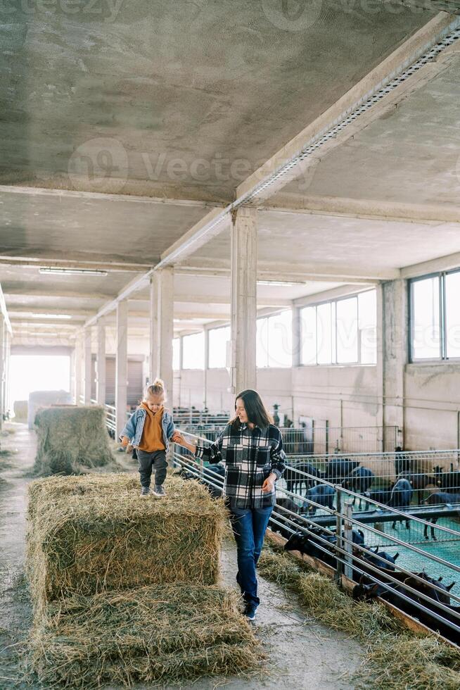 Little girl walks on a haystack holding her mother hand near the goat pens photo