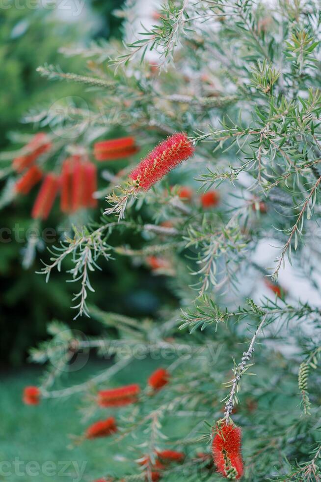 Red callistemon flowers, in the form of bottlebrushes, grow on a bush in the garden photo