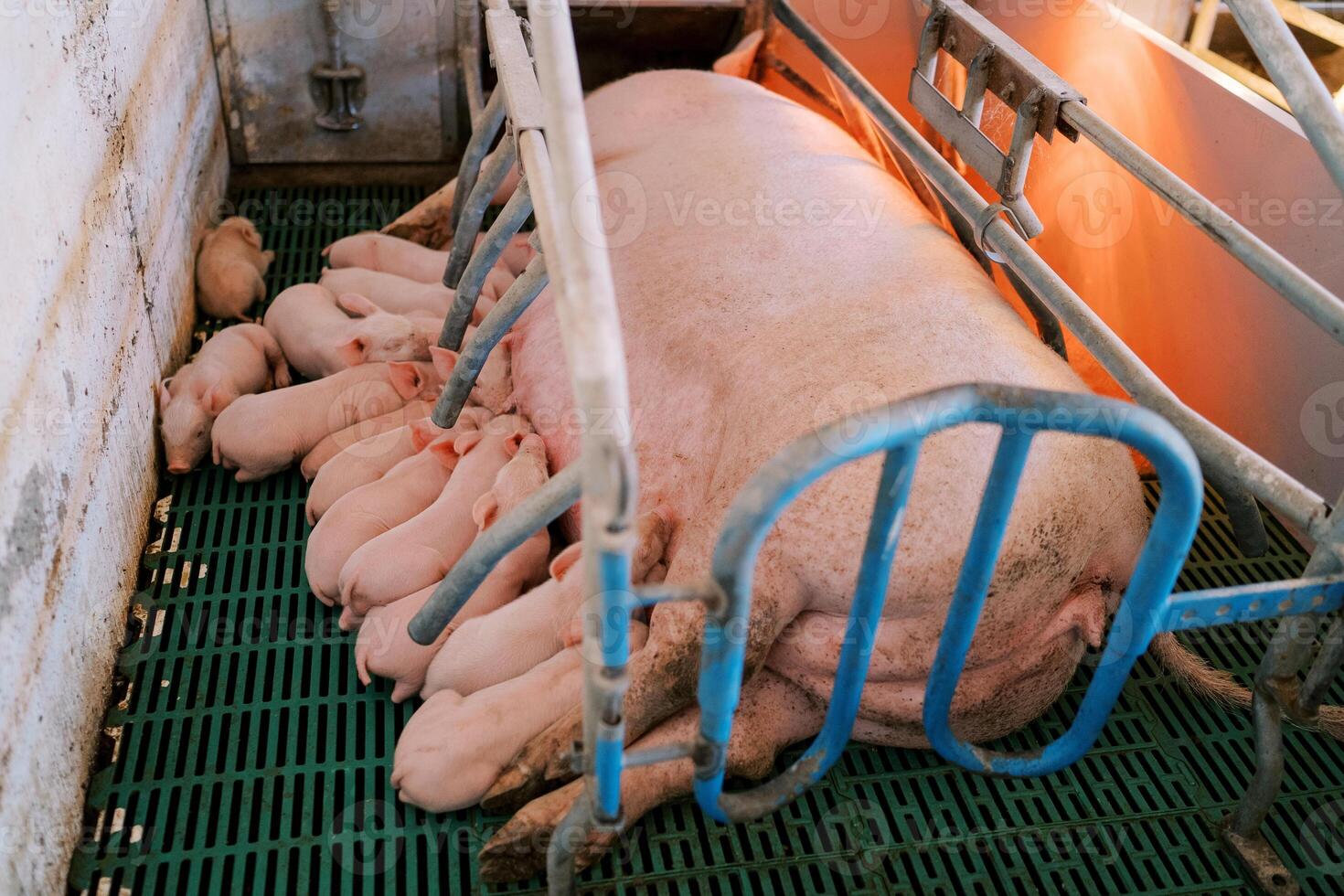 Newborn piglets suckle the breast of a sow lying on her side in a pen photo
