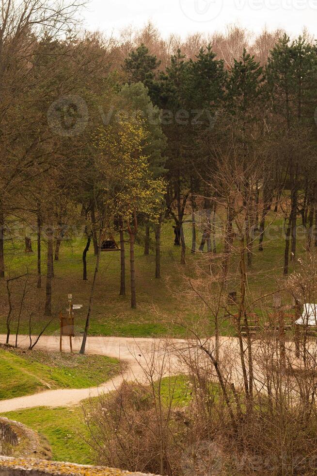 Green park with paths and partly green trees,beginning of the spring photo