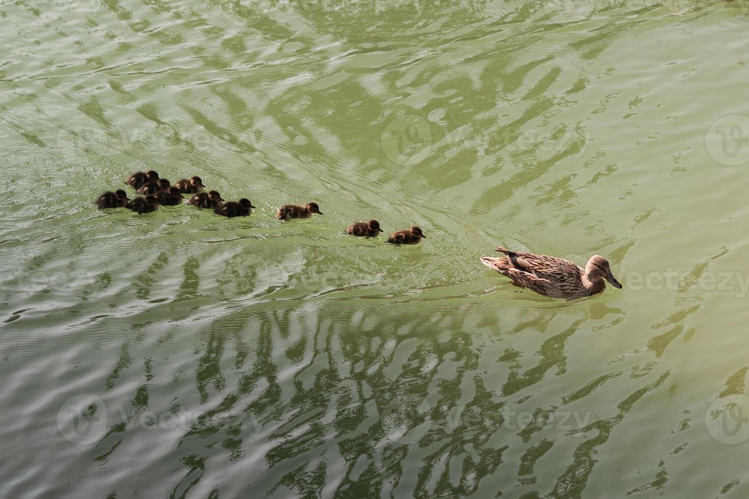 Ducks, cute ducklings,duck babies,following mother in a queue,lake,symbolic figurative harmonic peaceful animal family photo