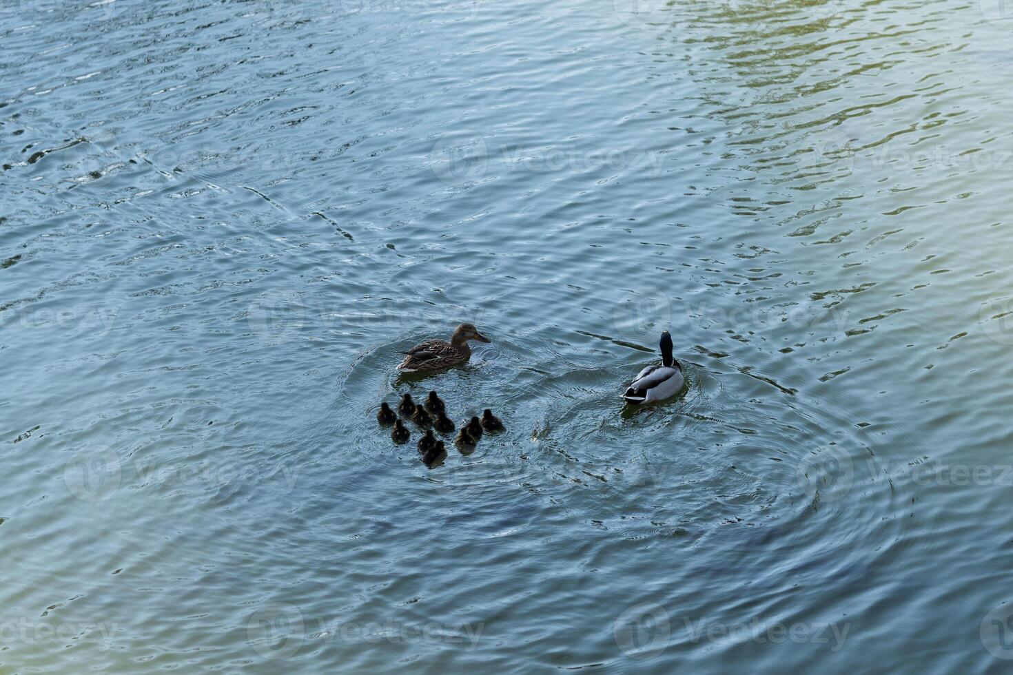 Ducks, cute ducklings,duck babies,following mother in a queue,lake photo