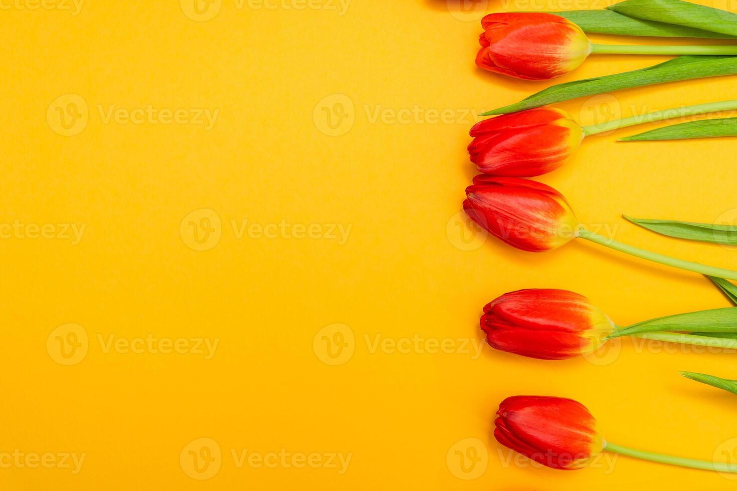 Red tulips flowers with green stems on a vibrant yellow background, arranged in a horizontal line, spring concept photo