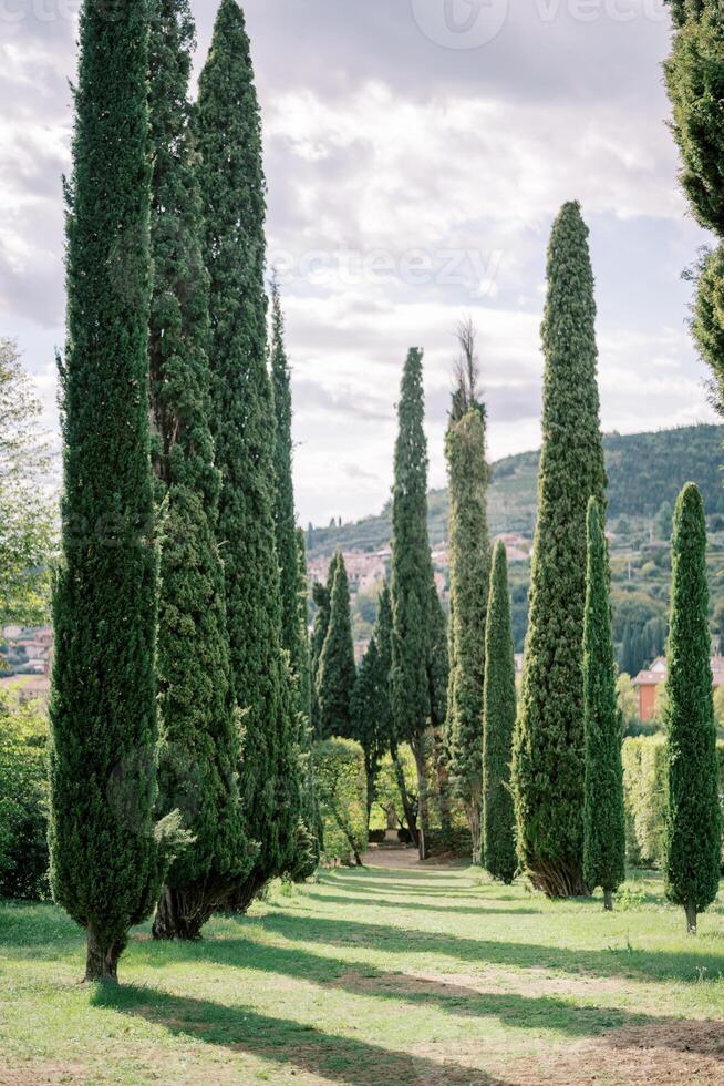 Tall narrow green trees in a sunny park photo
