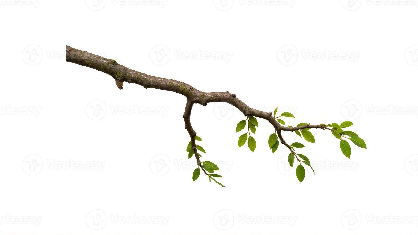 Elegant Tree Branch with Fresh Green Leaves on White Background photo