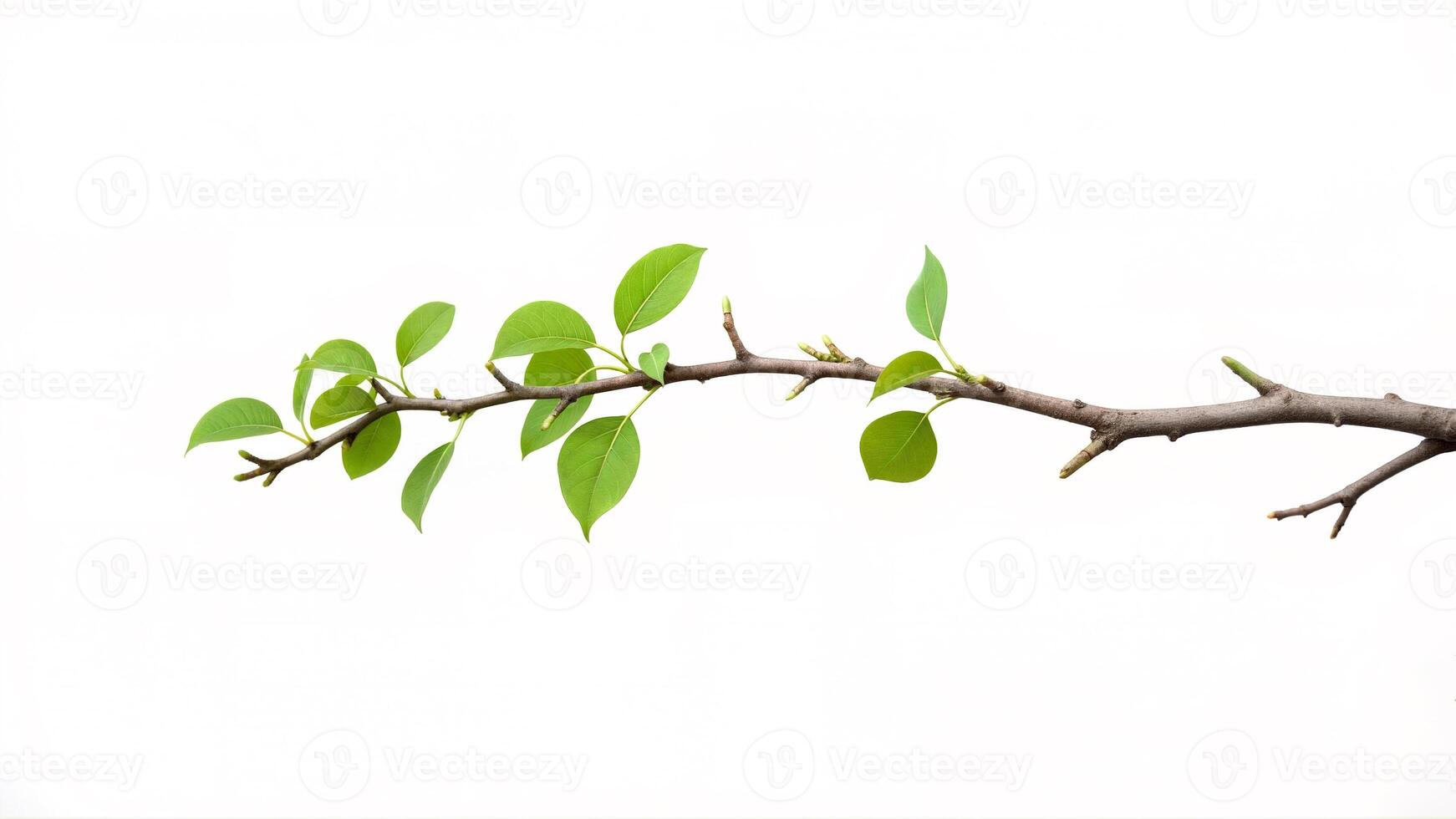 Vibrant Green Leaves on a Branch Against a Clean Background photo