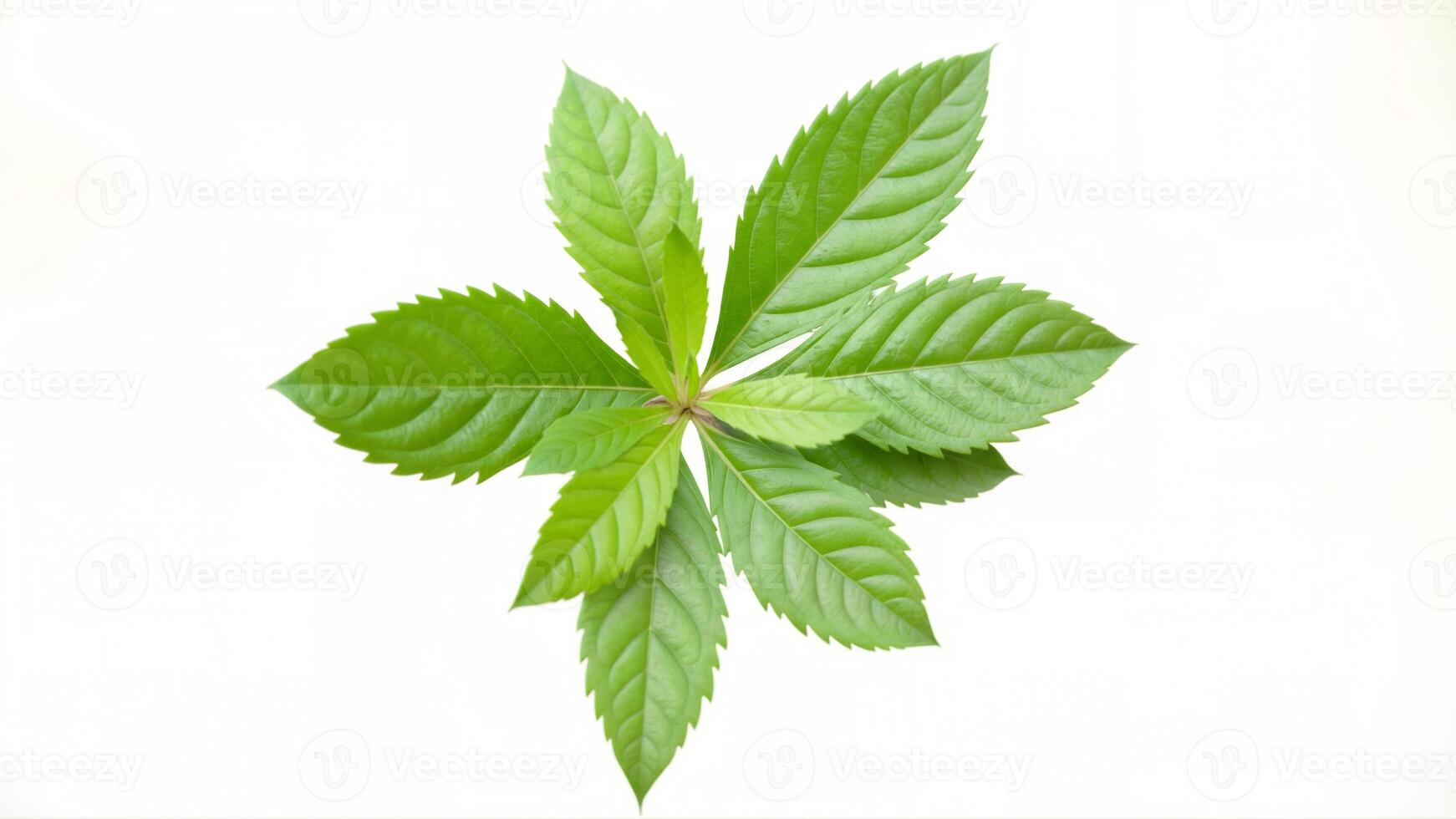 Vibrant Green Leaves Against a White Background for Natural Aesthetic photo