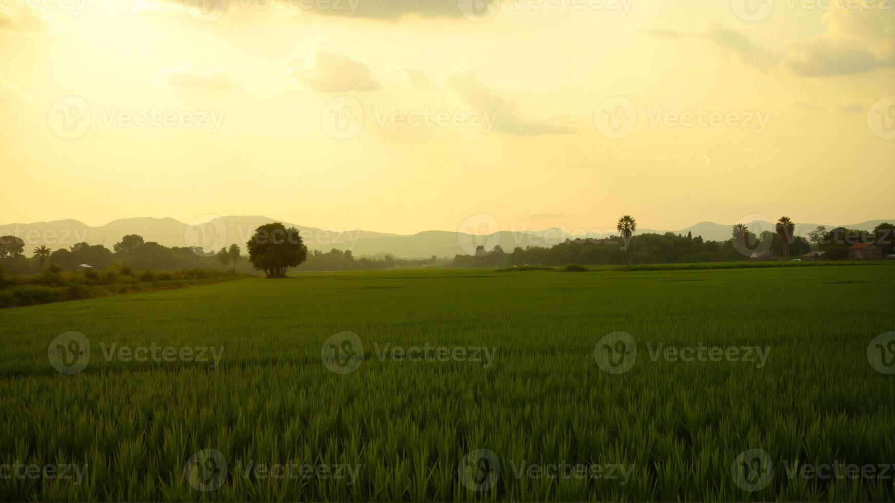 Lush Green Rice Fields Under a Golden Sunset in Serene Landscape photo