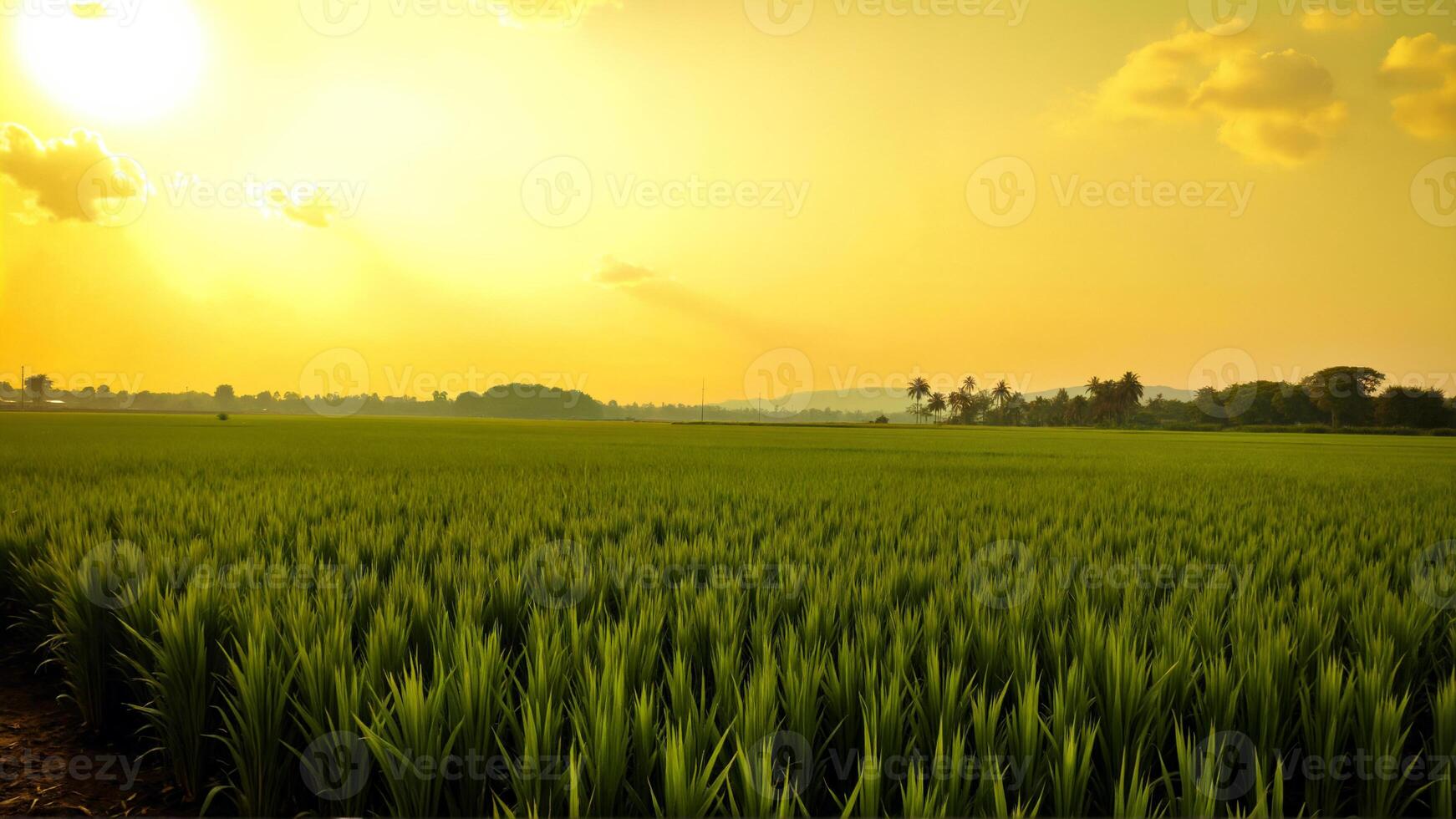 Vibrant Green Rice Field Under a Bright Yellow Sunset photo