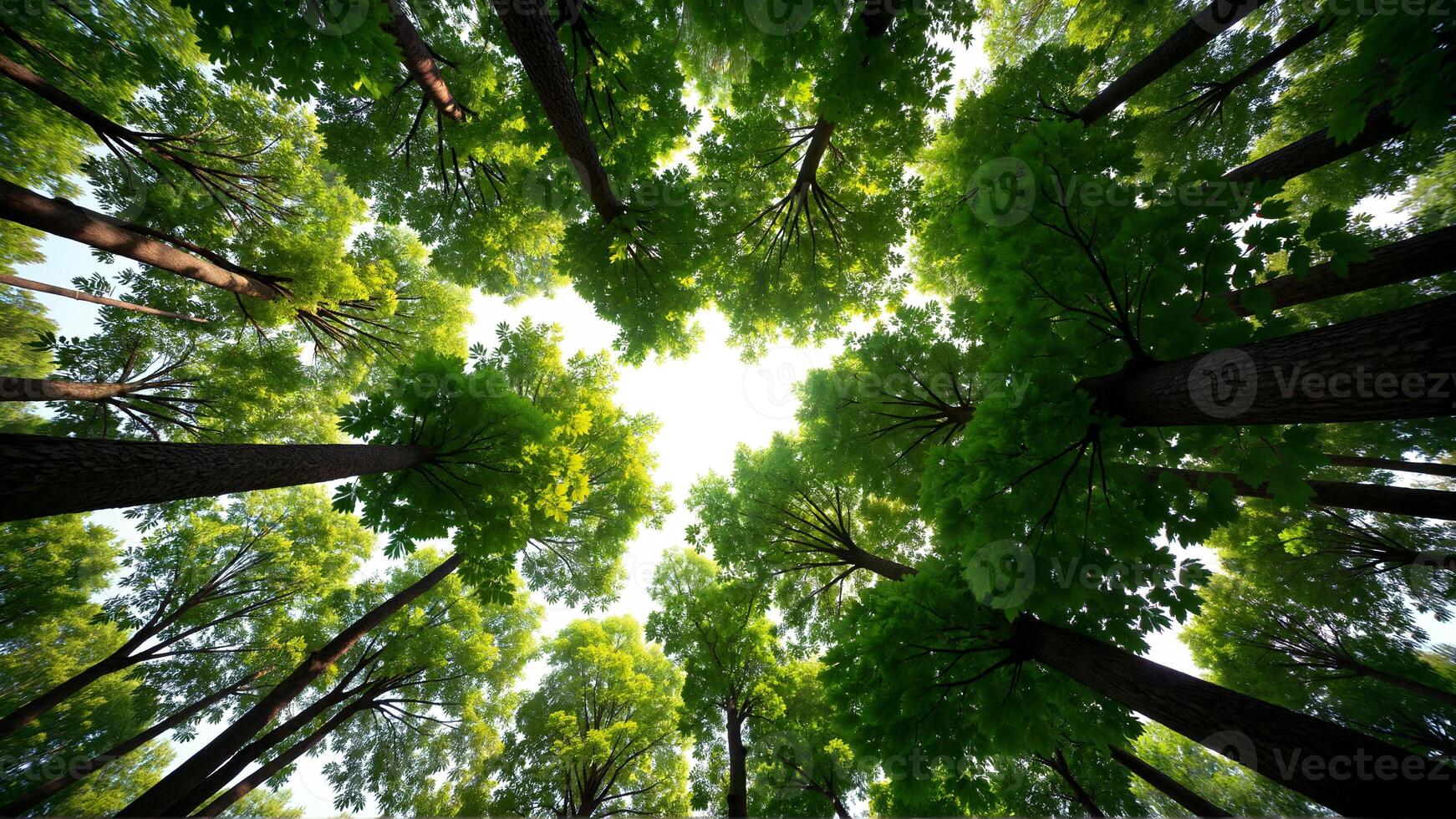 Lush Green Trees Framing a Bright Sky in a Dense Forest Canopy photo
