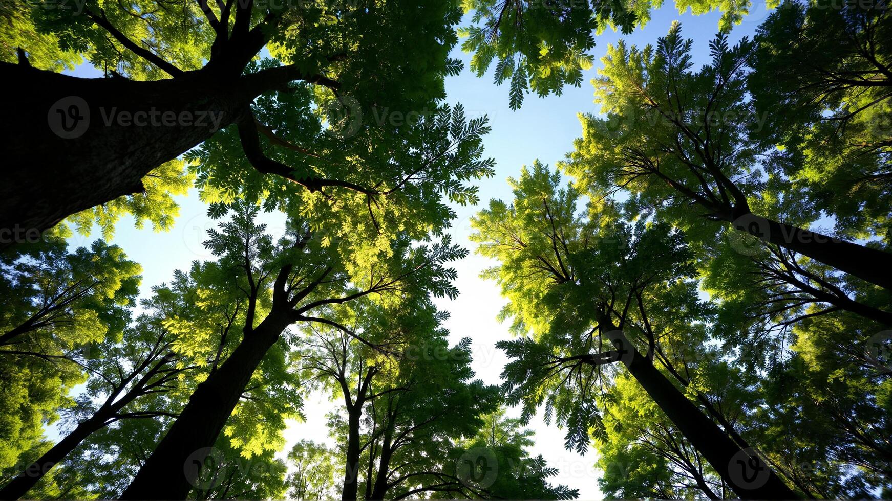 Lush Canopy View of Tall Trees Under a Bright Sky photo