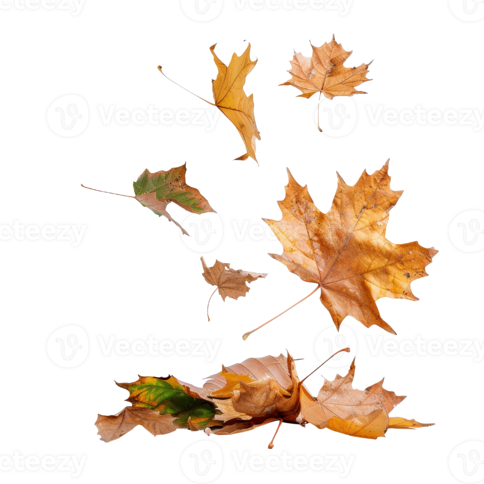 Falling Leaves in Autumn Colors with Various Shapes and Textures on Black Background for Nature and Seasonal Themes png