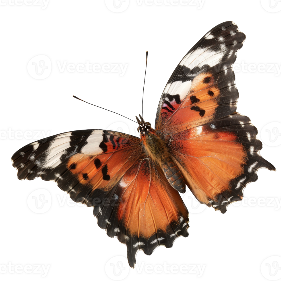 Beautiful orange and black butterfly perched with open wings against a white background, showcasing intricate patterns and colors png