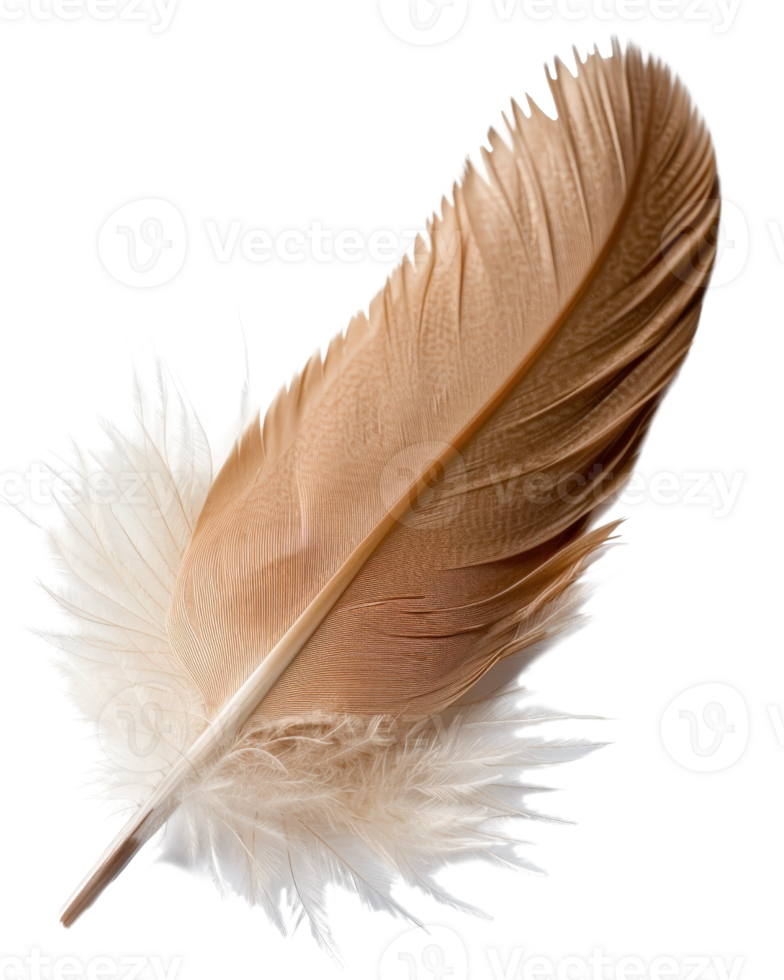 Elegant and Detailed Feather Isolated on a White Background for Artistic and Nature Conceptual Use png