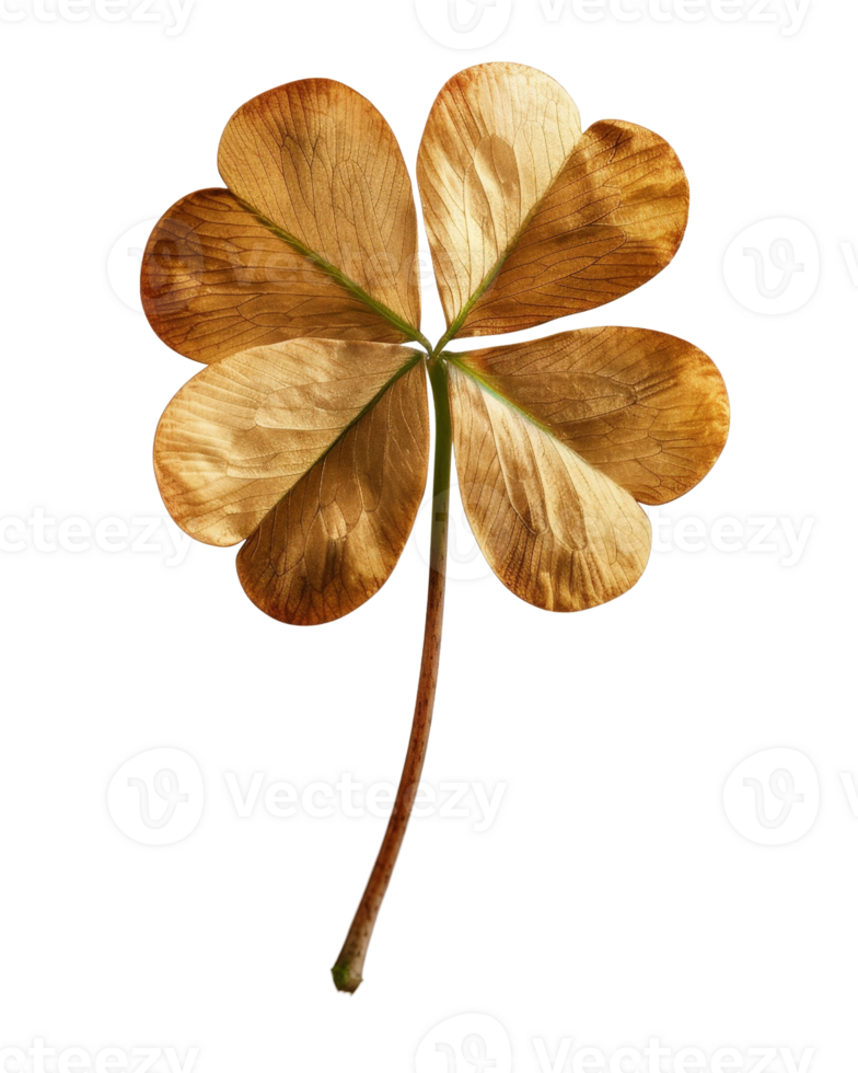 Golden Dried Four-Leaf Clover Against Black Background for Nature and Botanical Inspired Designs png