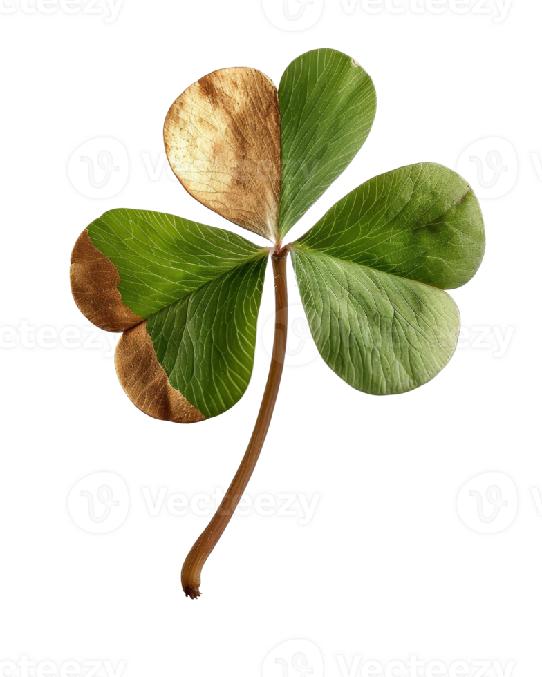 Four Leaf Clover with Brown Edges Representing Nature's Beauty and Imperfection in Isolated Background png