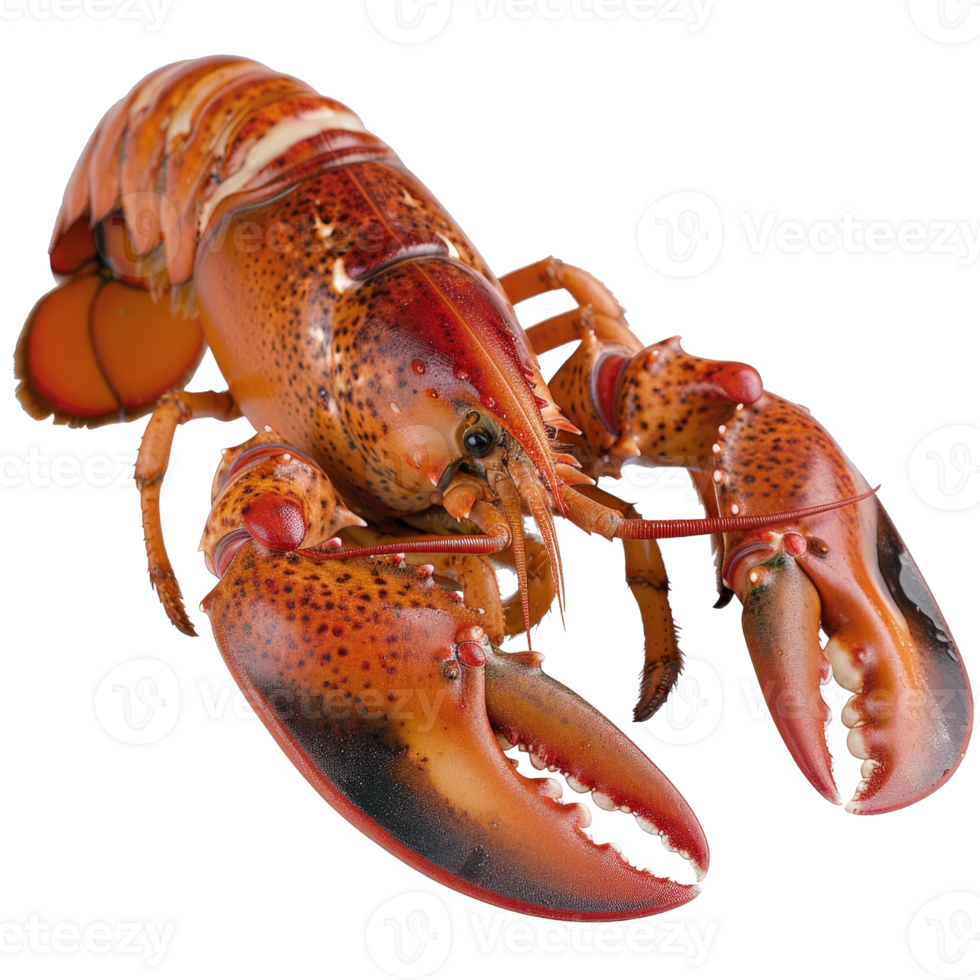 Fresh Lobster on White Background, Vibrant Colors of Seafood for Culinary and Gastronomy Themes, Natural Food png