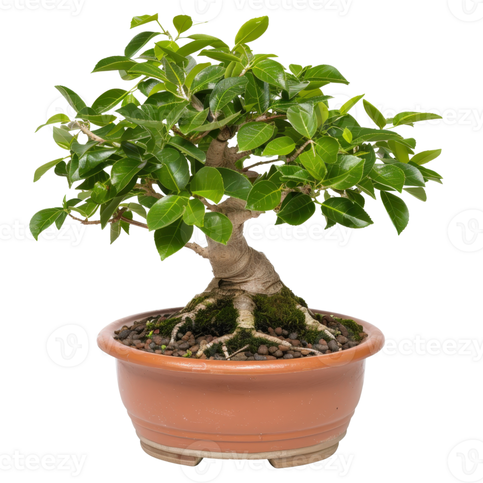 Elegant Ficus Bonsai Tree in Pot with Lush Green Leaves and Intricate Root Structure png