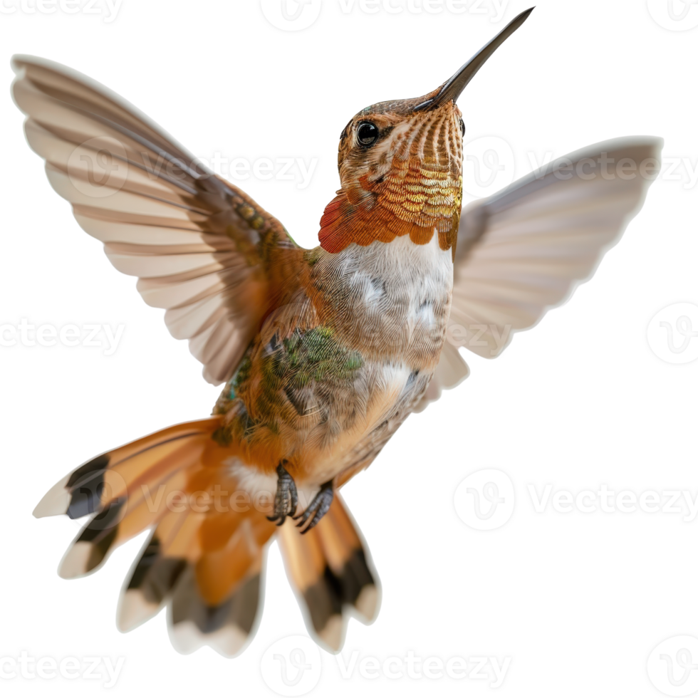 Vibrant Hummingbird in Flight with Colorful Feathers and Detailed Plumage png