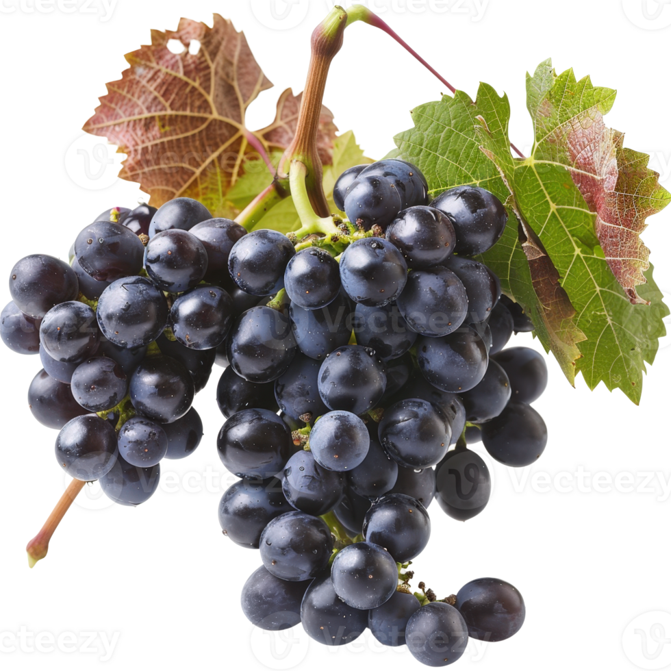 Fresh Black Grapes with Lush Green Leaves Isolated on White Background for Healthy Eating png