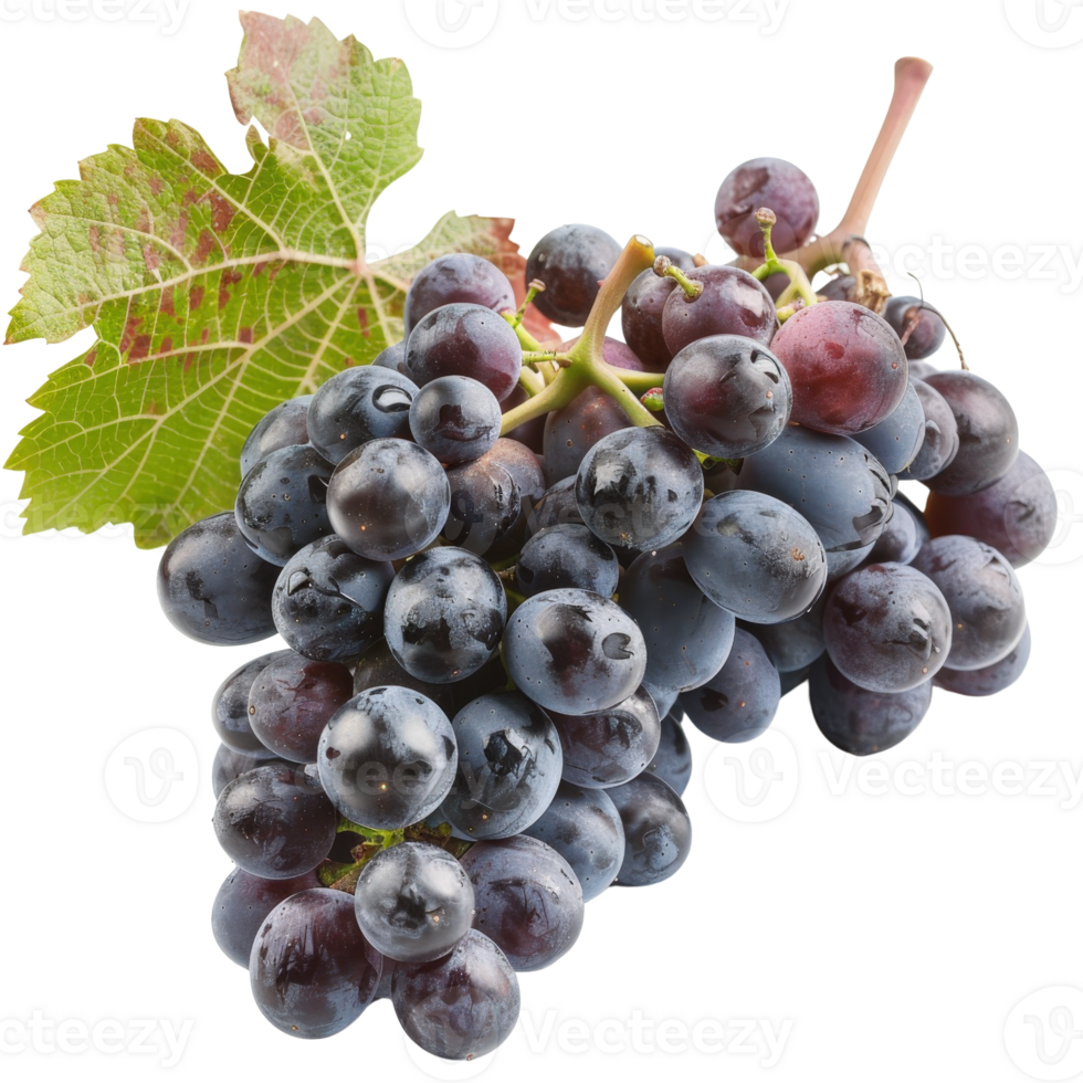 Cluster of Fresh Black Grapes with Green Leaves Isolated on a White Background png