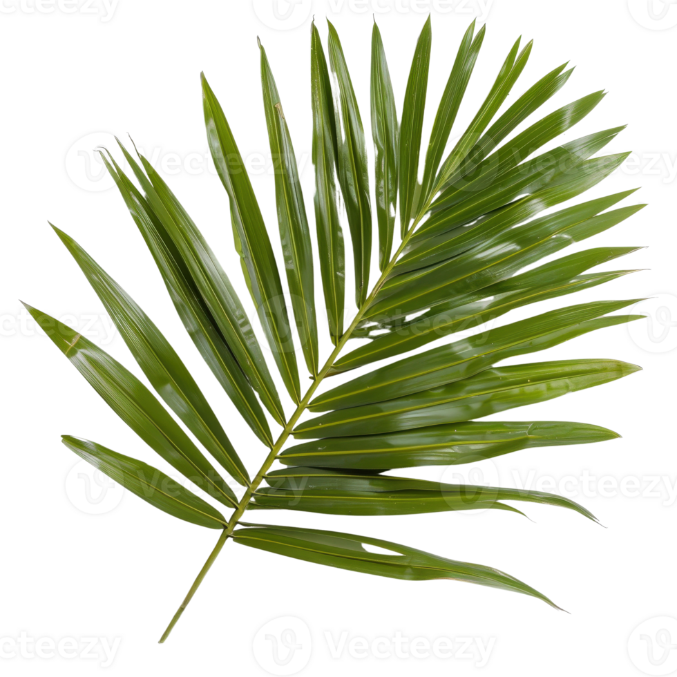 Vibrant Green Palm Leaf Isolated on White Background for Natural and Tropical Themes png