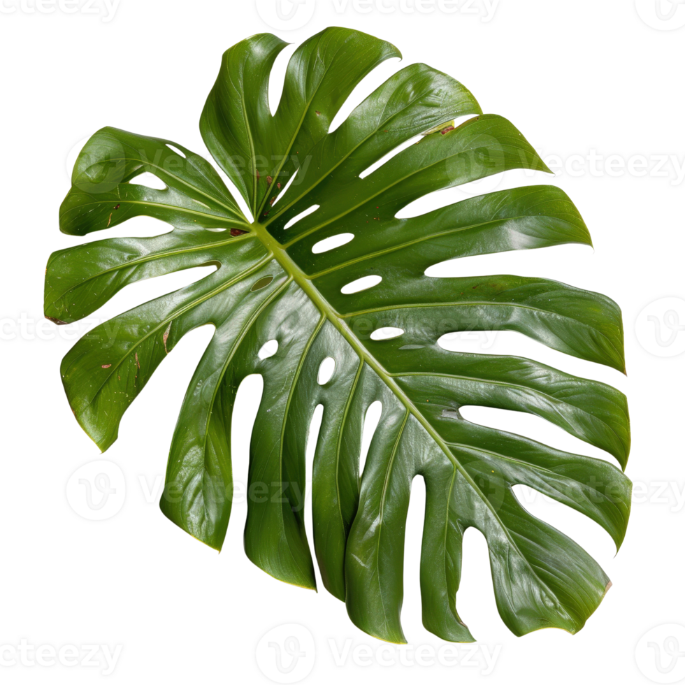 Single Large Green Monstera Leaf Isolated on White Background with Rich Texture and Detail png