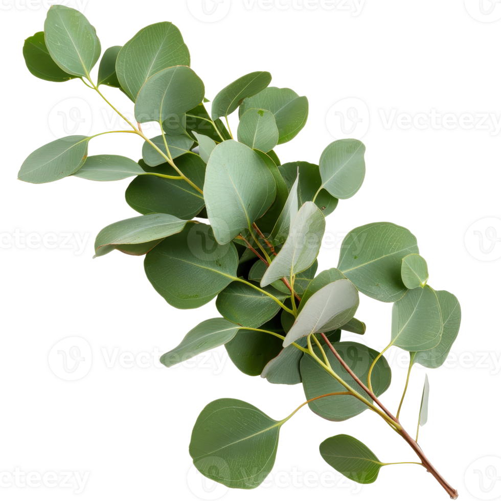Fresh Eucalyptus Branch with Green Leaves Isolated on White Background for Natural Decor png