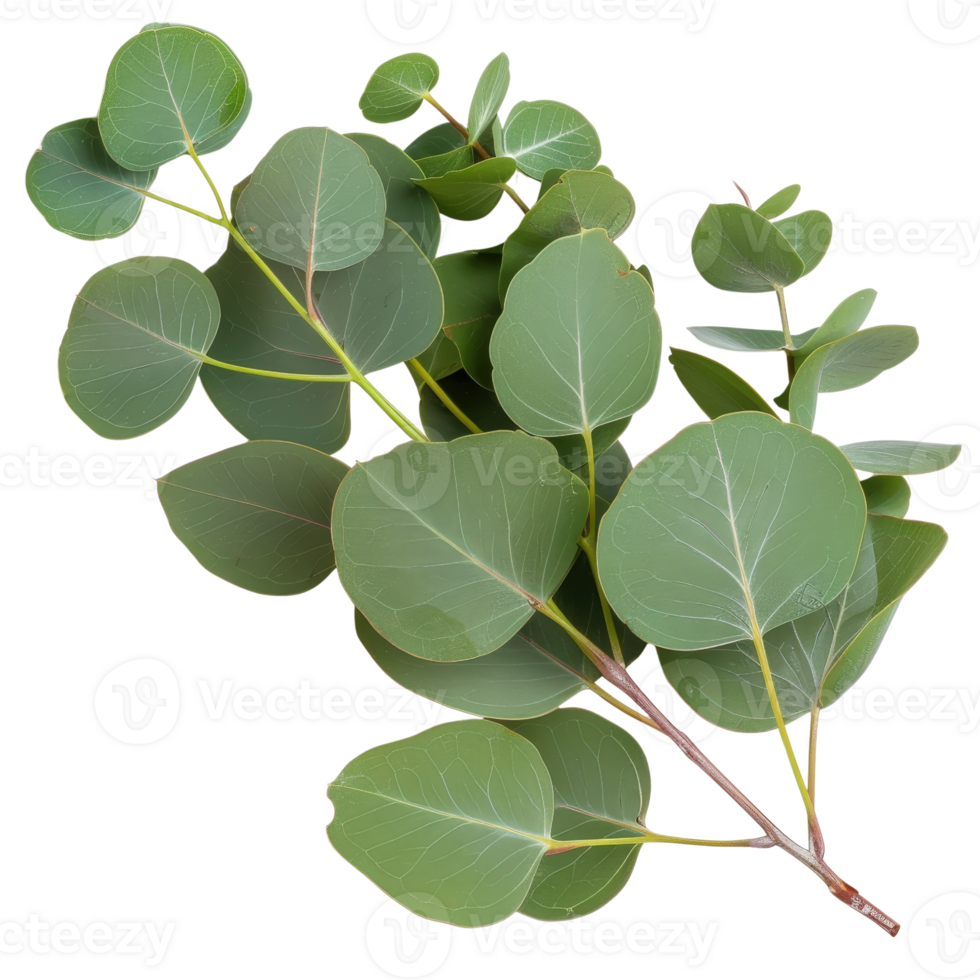 Fresh green eucalyptus leaves for natural decor and herbal aesthetics in photography backgrounds png