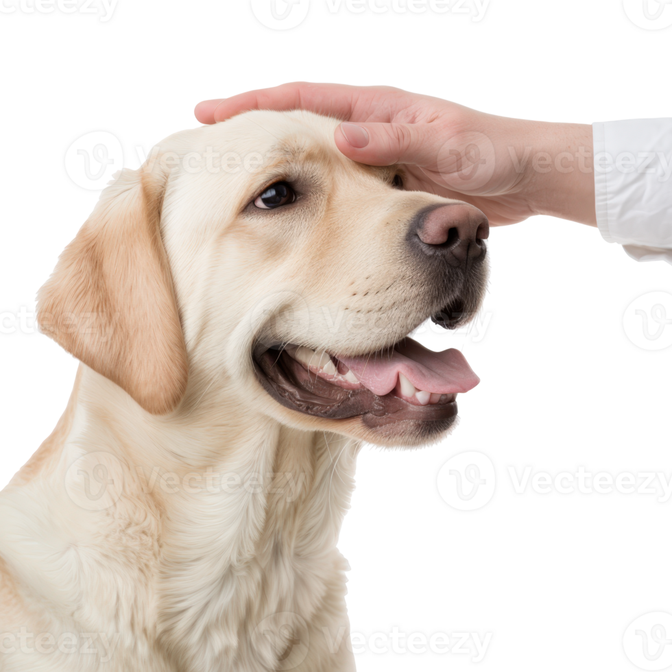 Gentle Interaction Between Human Hand and Smiling Labrador Retriever in Bright Studio Setting png