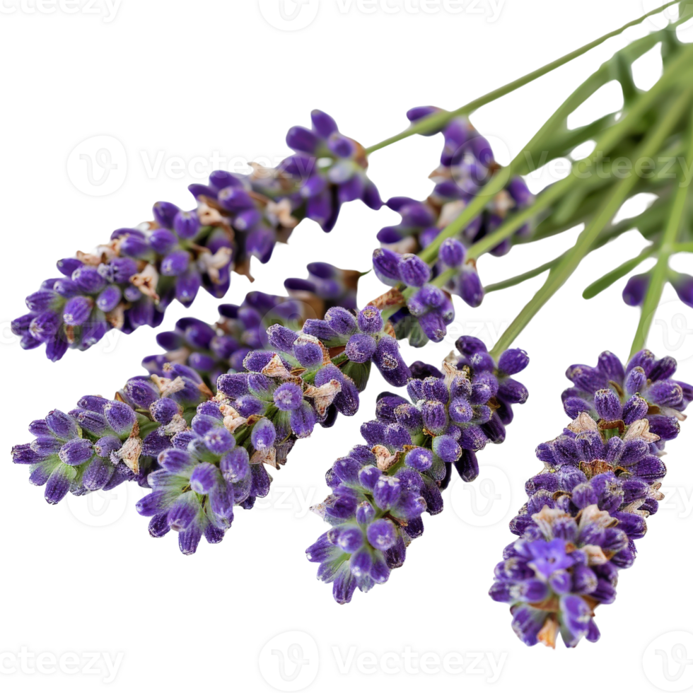 Fresh Lavender Flowers with Green Stems on White Background for Natural and Aromatic Themes png