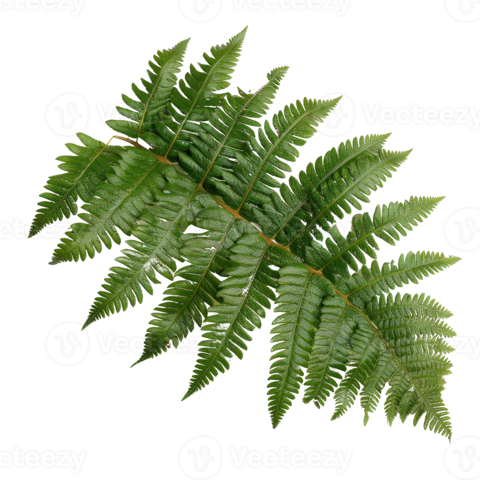 Green Fern Leaf Isolated on White Background for Nature and Botanical Illustration png