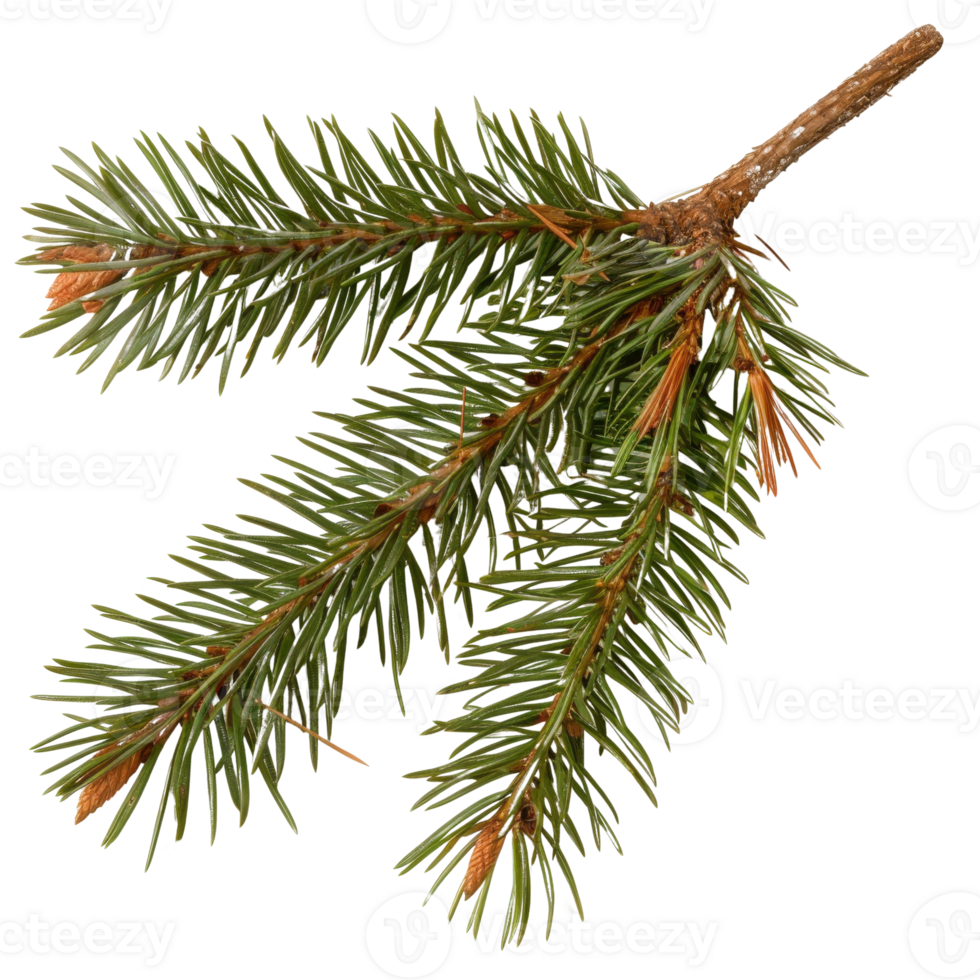 Close-Up View of Fresh Evergreen Pine Branch with Lush Green Needles and Brown Twigs png
